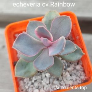 echeveria rainbow
