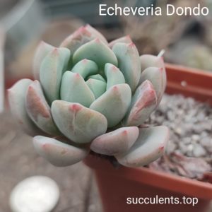 echeveria dondo