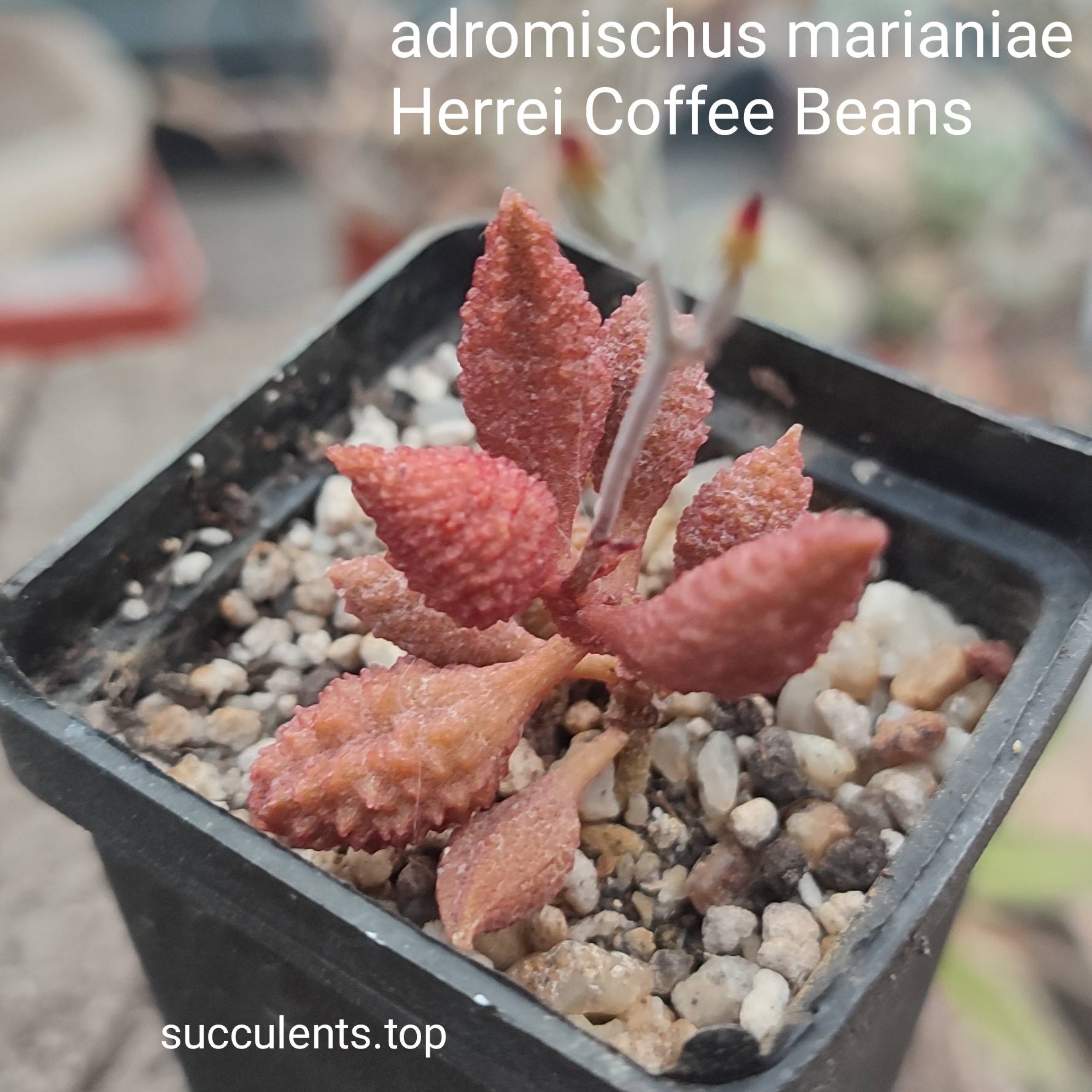 Adromischus marianiae herrei coffe beans