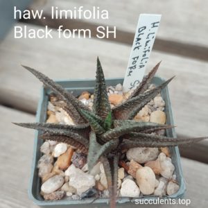 euphorbia black form