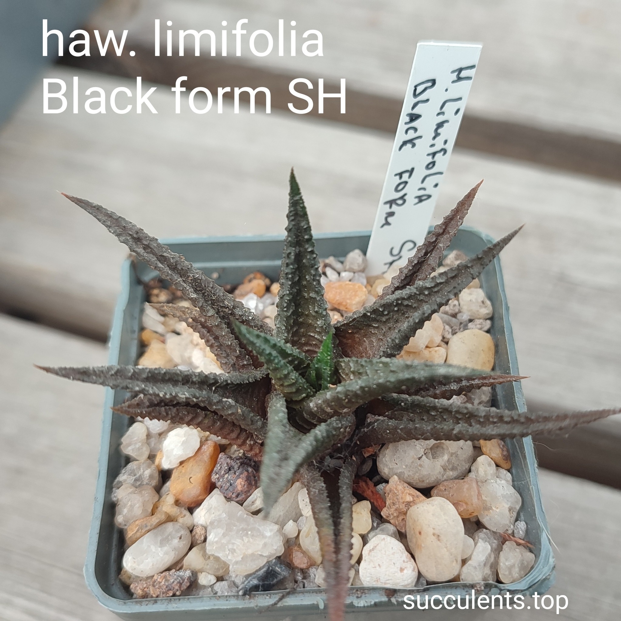 euphorbia black form