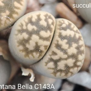 насіння lithops karasmontana Bella C143A seeds