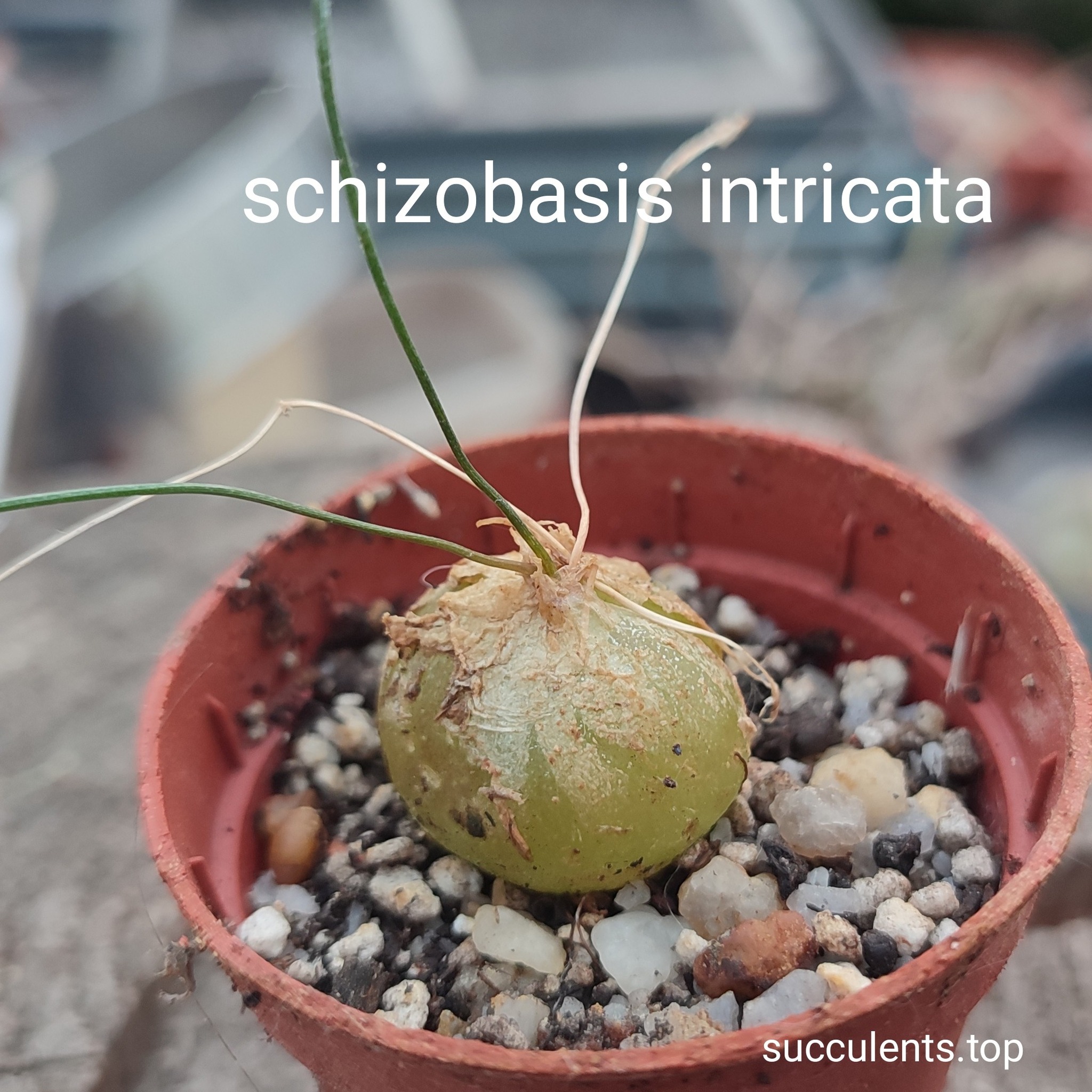 schizobazis intrucata