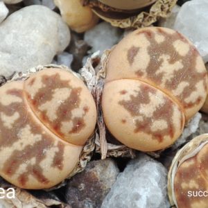 насіння lithops dorothea seeds