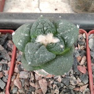 Ariocarpus cv."Godzilla"x fissuratus -щеплений-