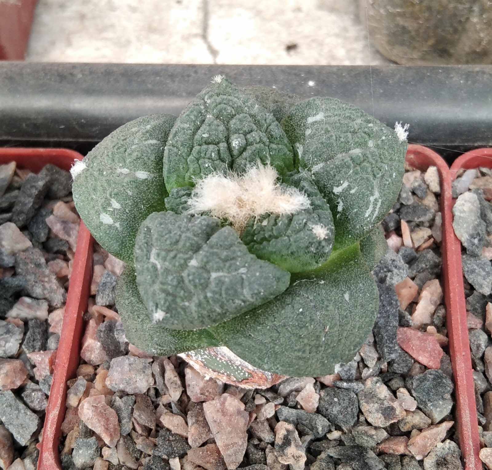 Ariocarpus cv."Godzilla"x fissuratus -щеплений-