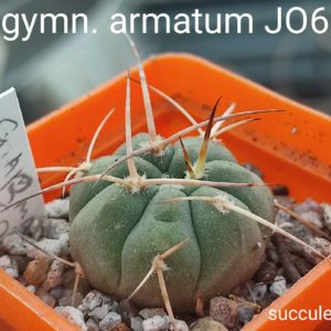 gymnocalycium armatum JO600