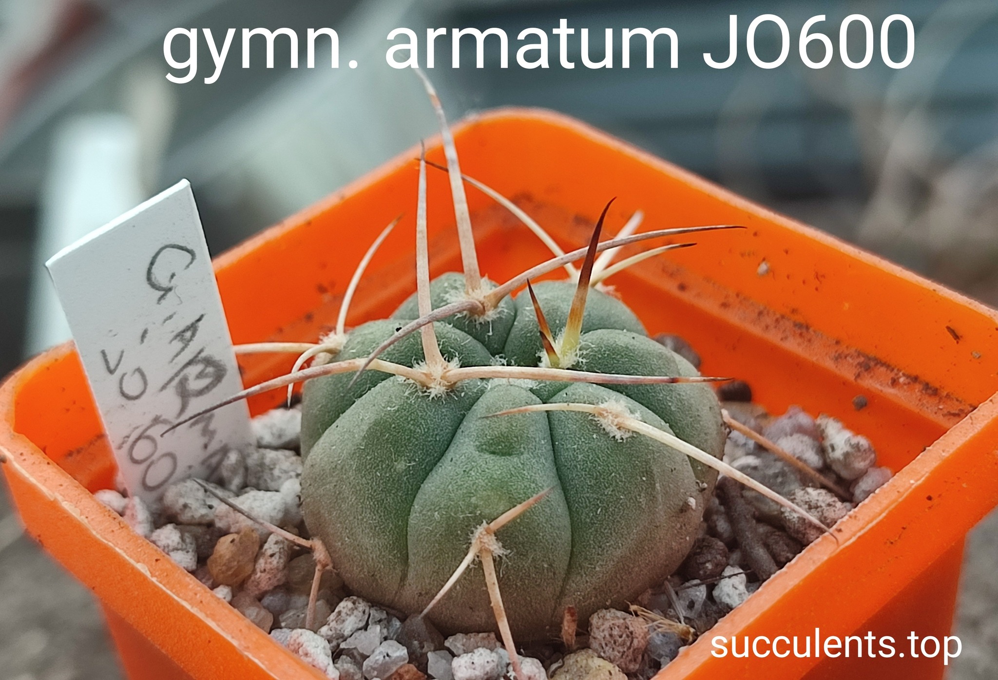 gymnocalycium armatum JO600