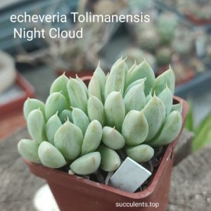echeveria tolimanensis night  clouds