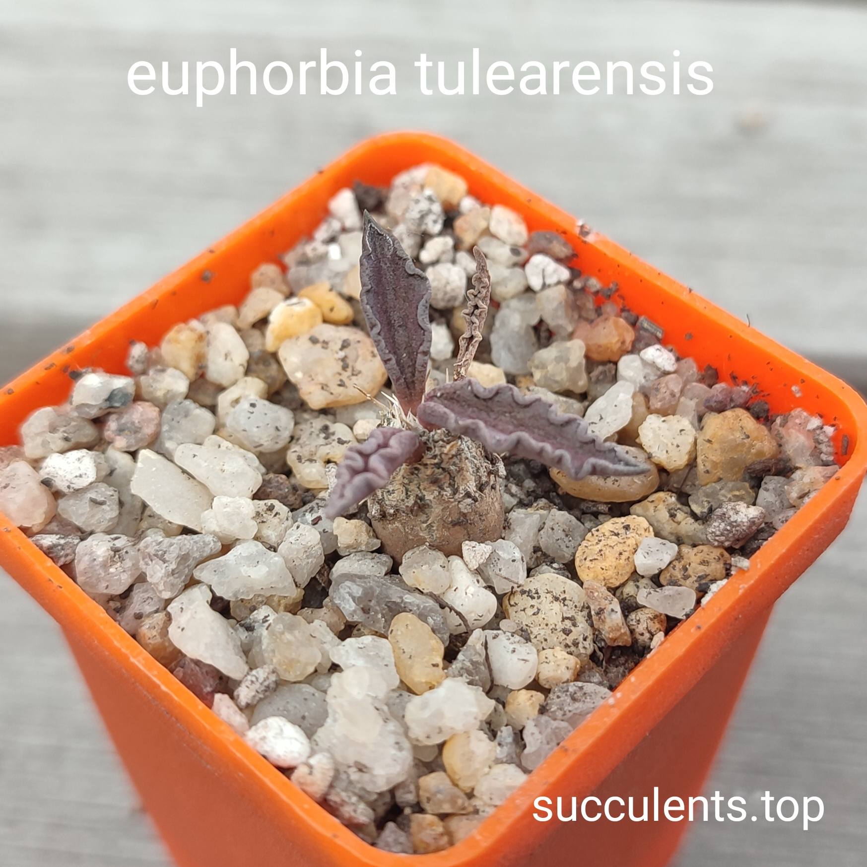 euphorbia tulearensis