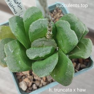 haworthia truncata x haw