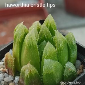 haworthia cv bristle tips