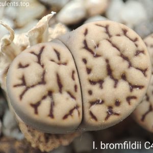 насіння lithops bromfildii C44 seeds