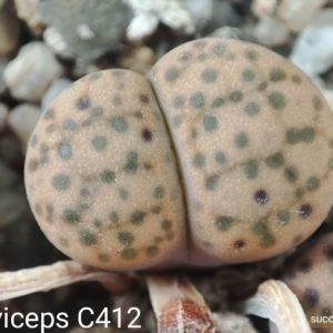 насіння lithops fulviceps C412 seeds