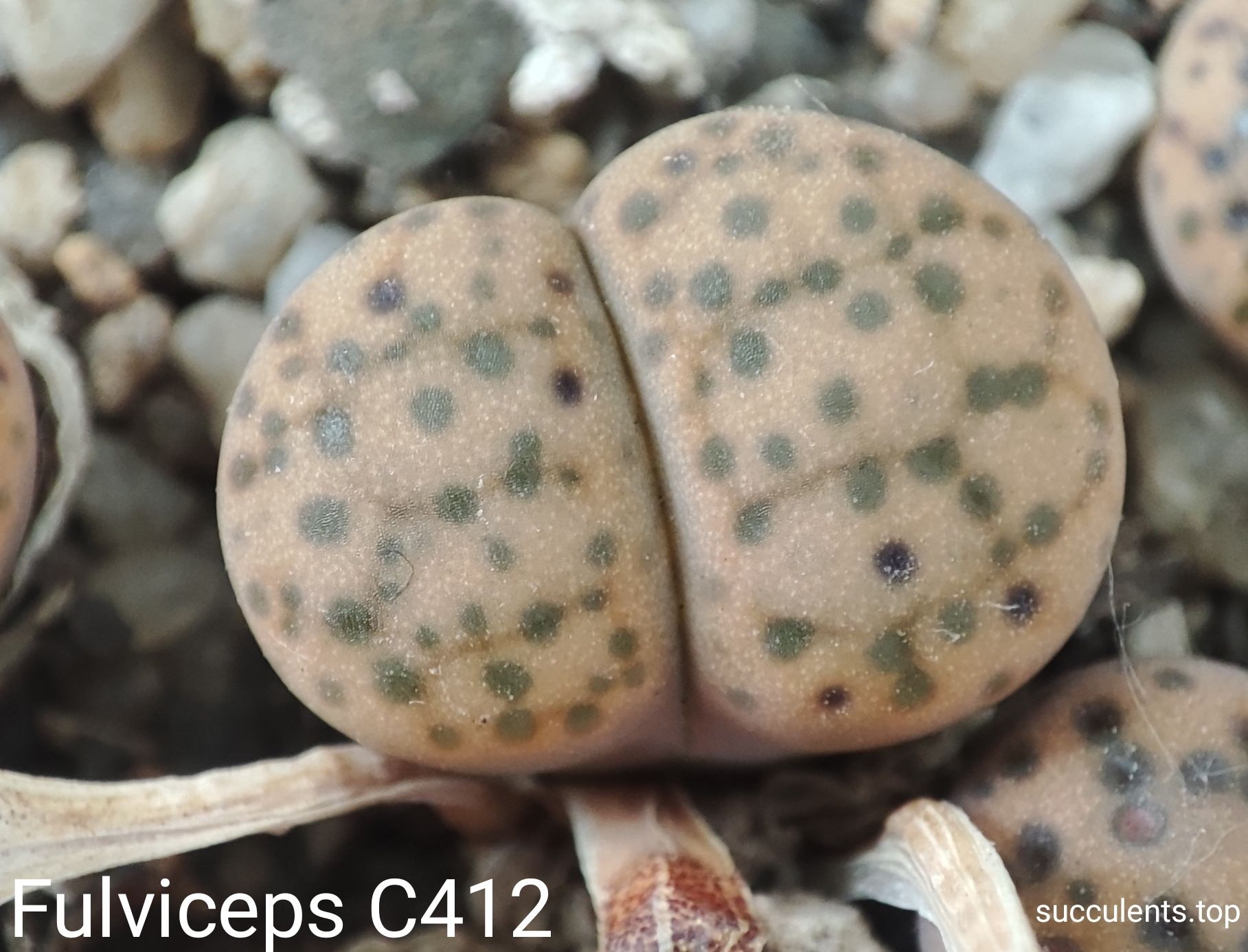 насіння lithops fulviceps C412 seeds