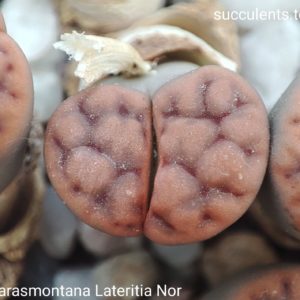 насіння lithops karasmontana laterithia Nor seeds