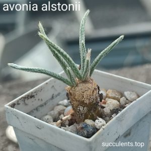 avonia alstonii