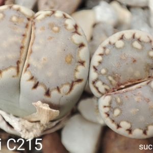 seeds lithops julii C245 seeds