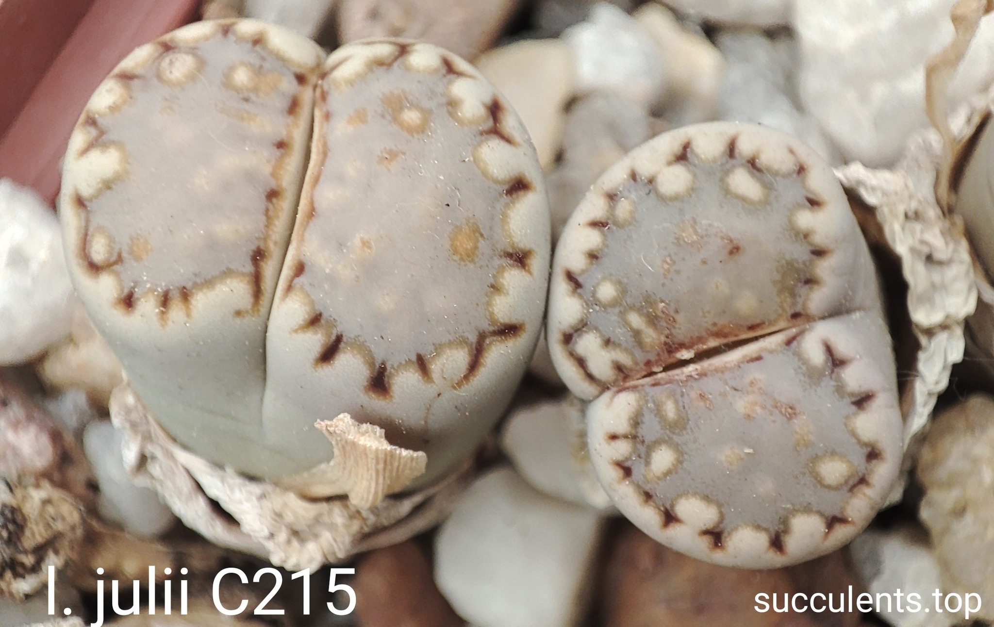 seeds lithops julii C245 seeds