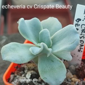 echeveria crispate beauty