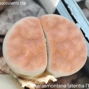 насіння lithops karasmontana lateritia ПАР seeds