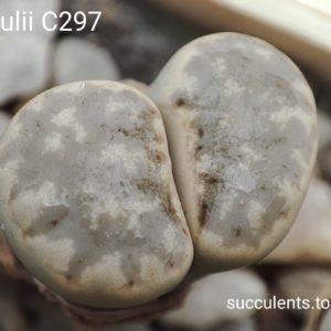 насіння lithops julii C297 seeds