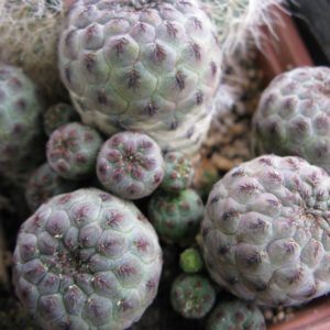 Sulcorebutia rauschii JO642 насіння