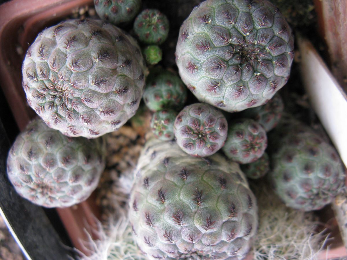 Sulcorebutia rauschii JO642 насіння