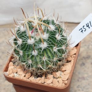 7541 Echinofossulocactus multicostatus