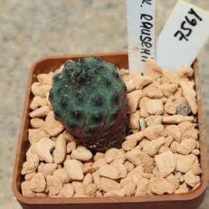 7564 Sulcorebutia rauschii сіянець вік 4 роки