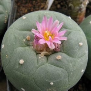 Lophophora fricii JJH9602115 Parras  насіння