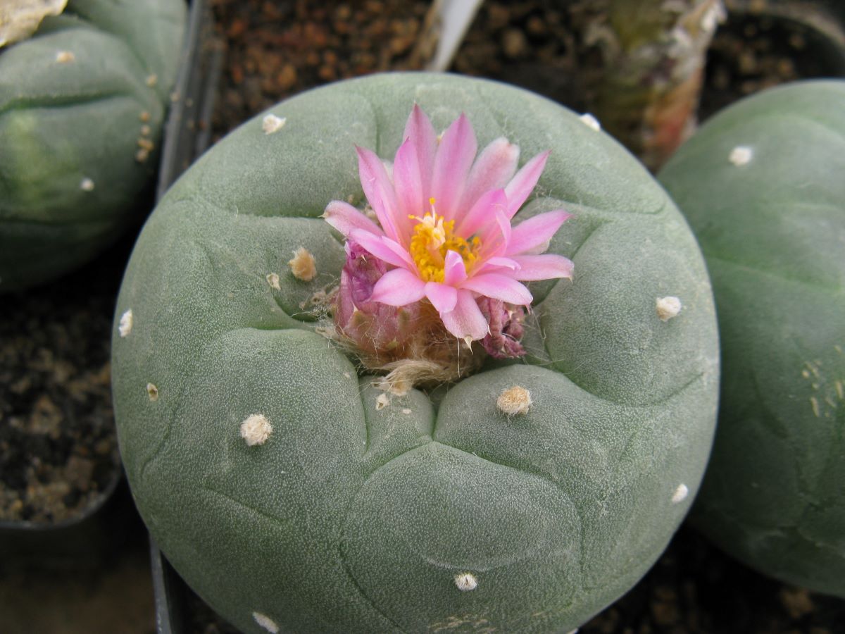 Lophophora fricii JJH9602115 Parras  насіння