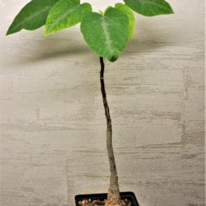 Adenia-ecirrosa-Madagascar-2