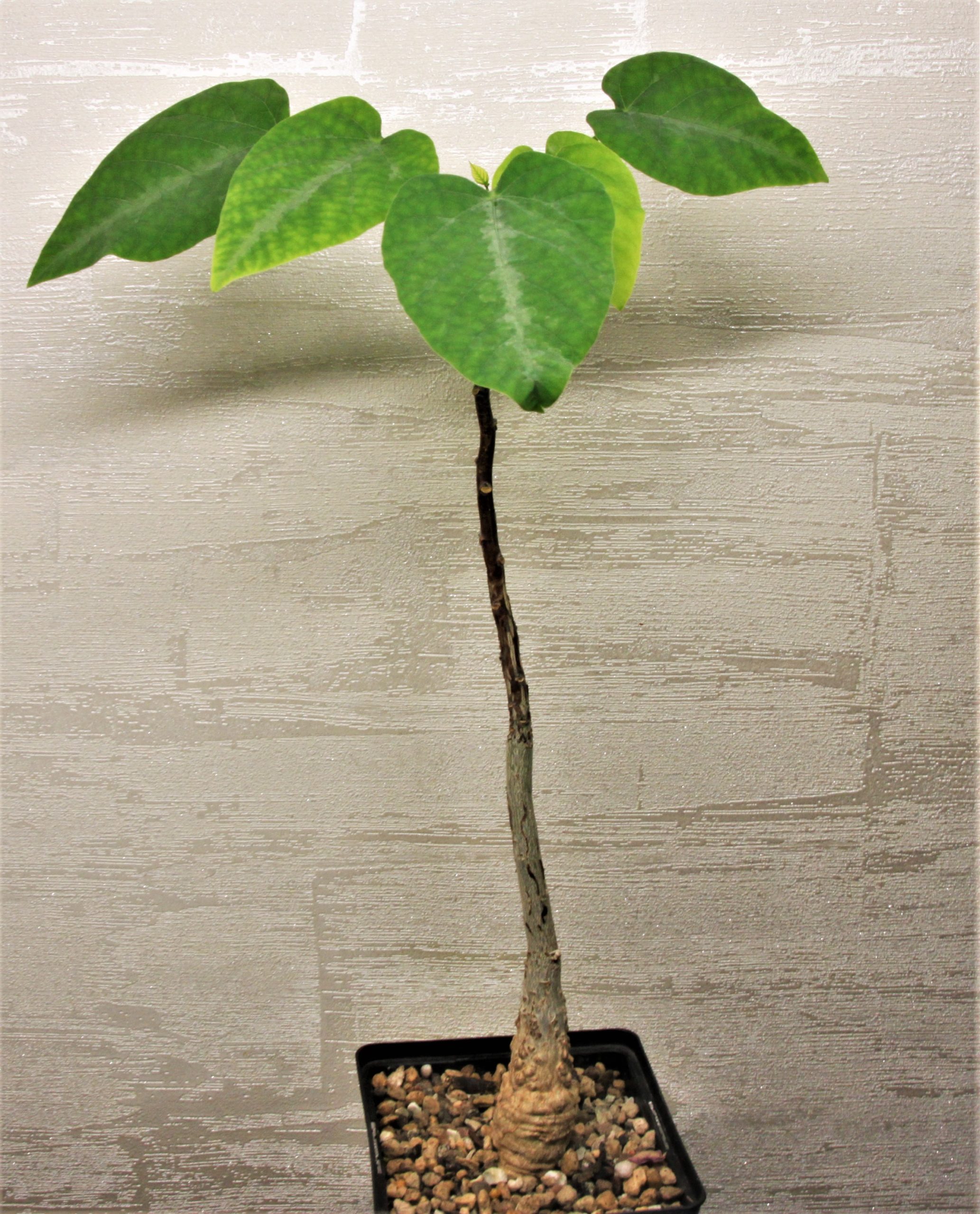 Adenia-ecirrosa-Madagascar-2