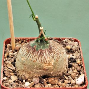 Adenia-kirkii-Arabuko-Sokoke-Kenya-2