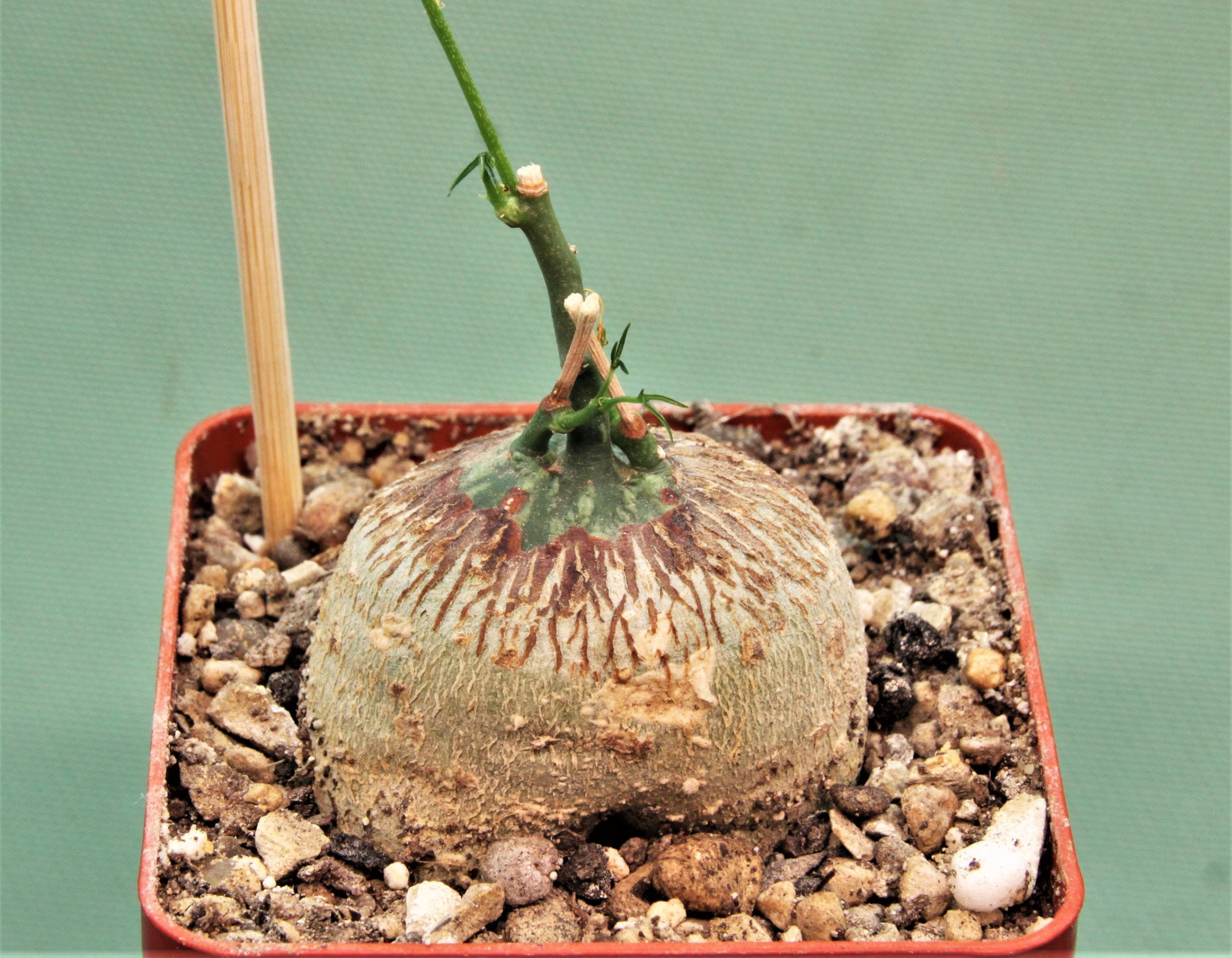 Adenia-kirkii-Arabuko-Sokoke-Kenya-2