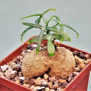 Adenia-kirkii-Arabuko-Sokoke-Kenya-5