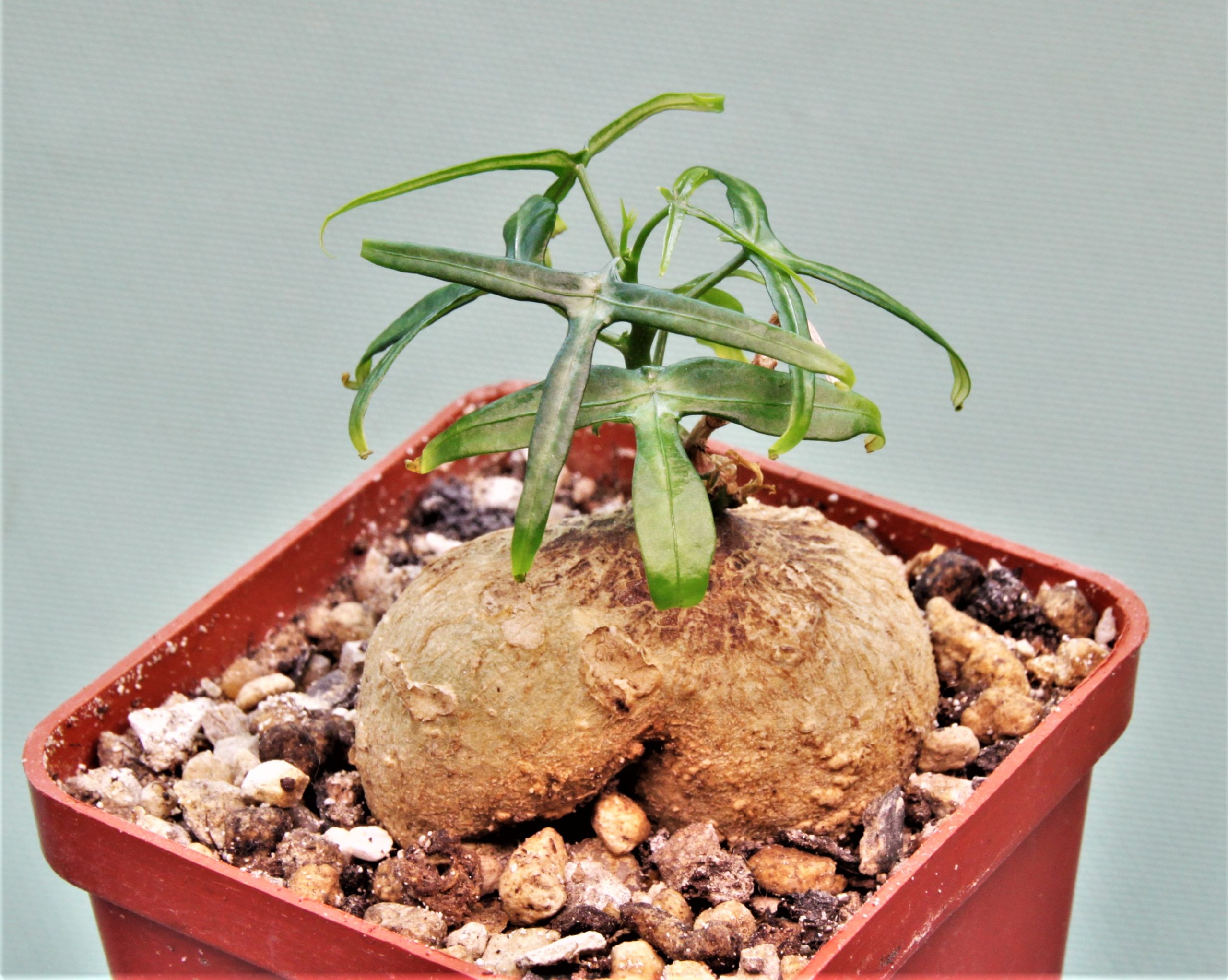 Adenia-kirkii-Arabuko-Sokoke-Kenya-5