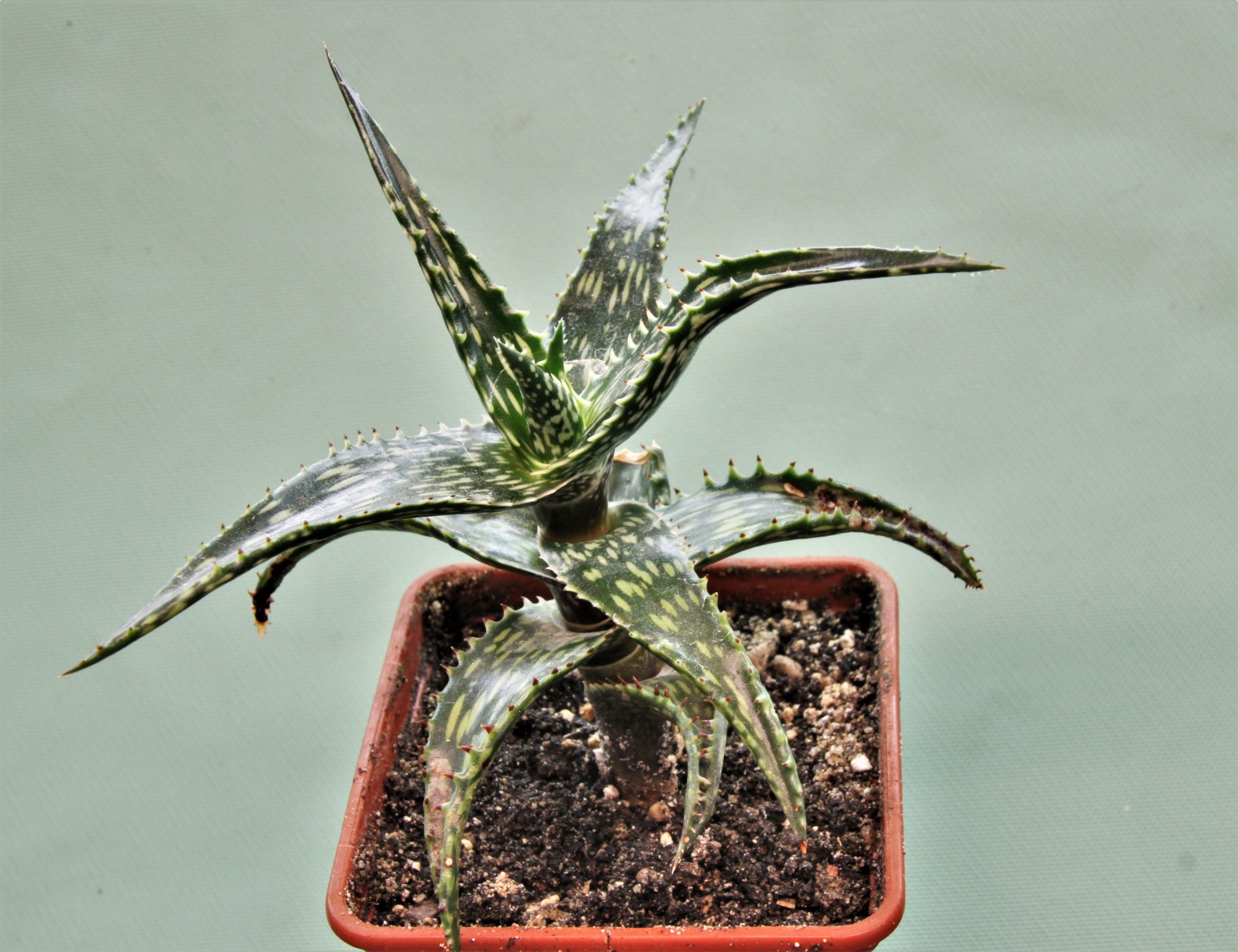 Aloe-jucunda-BJ939.-Gaan-Liboh-Somalia-3