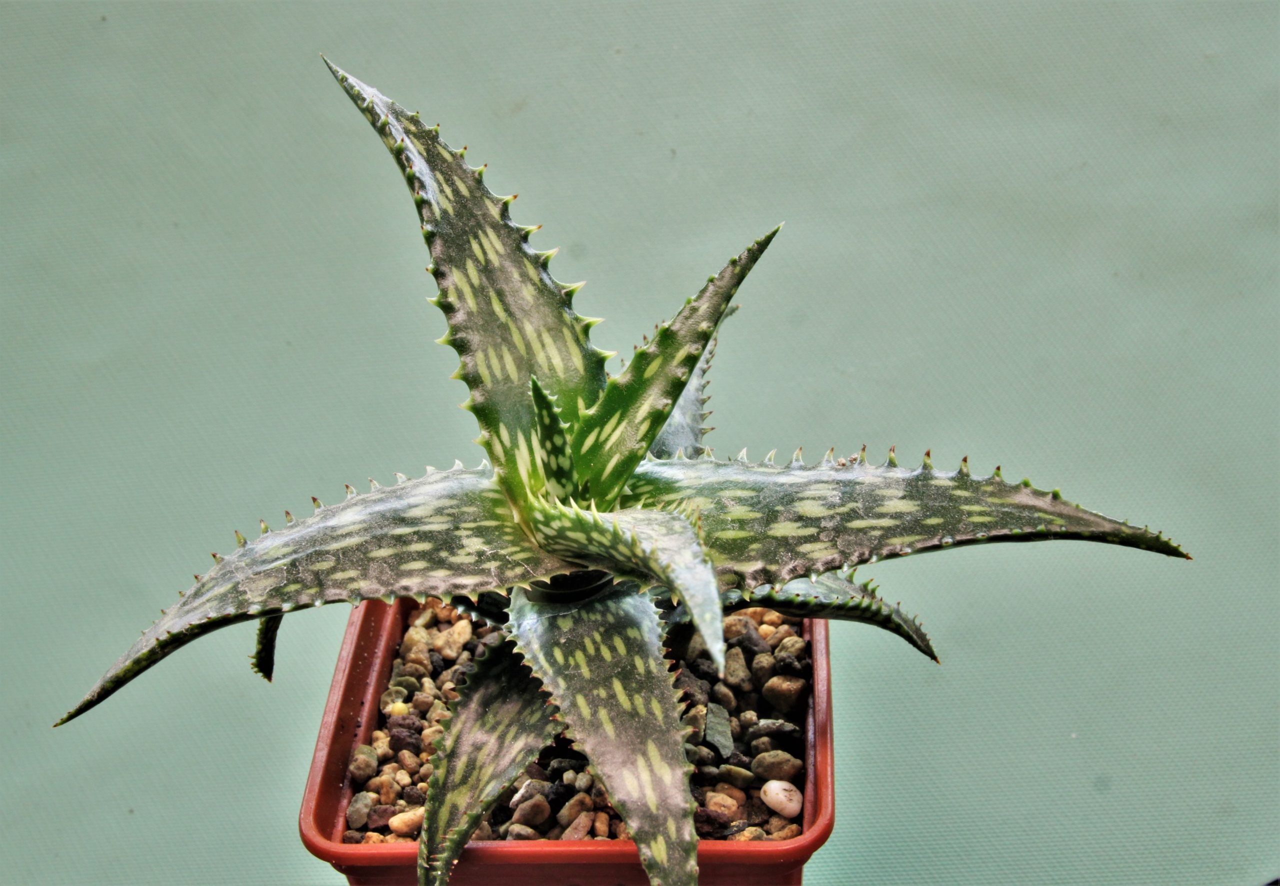 Aloe-jucunda-BJ939.-Gaan-Liboh-Somalia-4