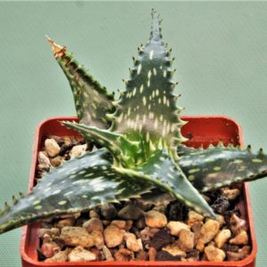 Aloe-jucunda-BJ939.-Gaan-Liboh-Somalia-5