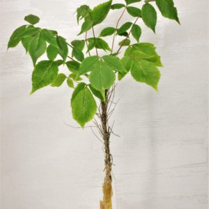 Commiphora-longipedicelata-PV-2704.-Kenia