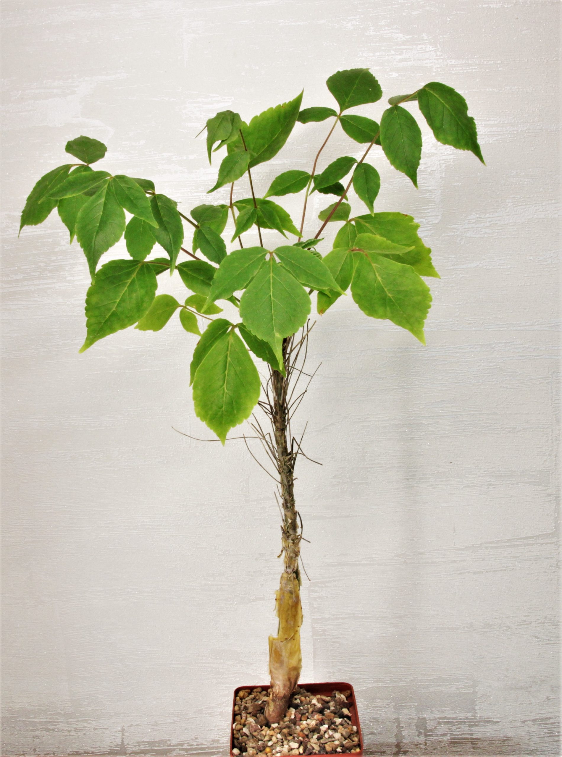 Commiphora-longipedicelata-PV-2704.-Kenia