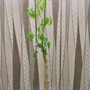 Commiphora-sp.blue-peeling-bark.-Doroma-prov.-Tanzania