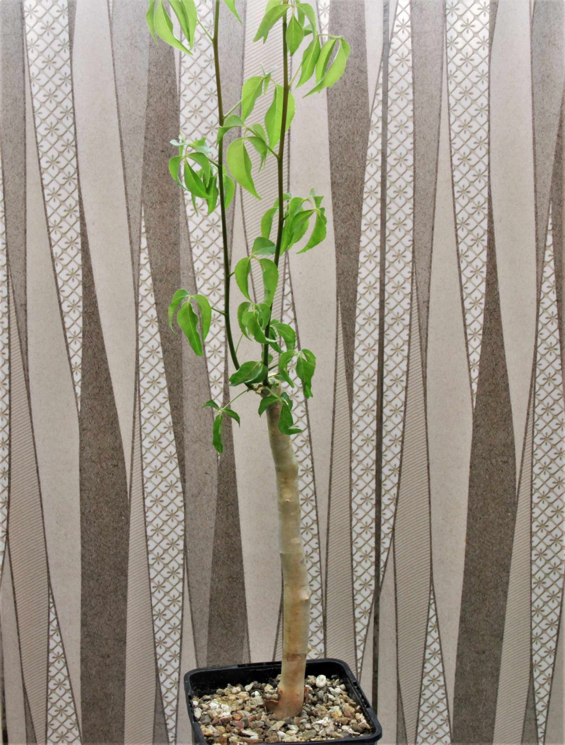 Commiphora-sp.blue-peeling-bark.-Doroma-prov.-Tanzania