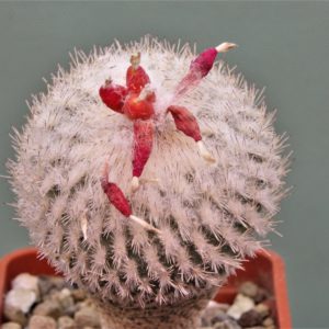 Epithelantha-micromeris-SB1327