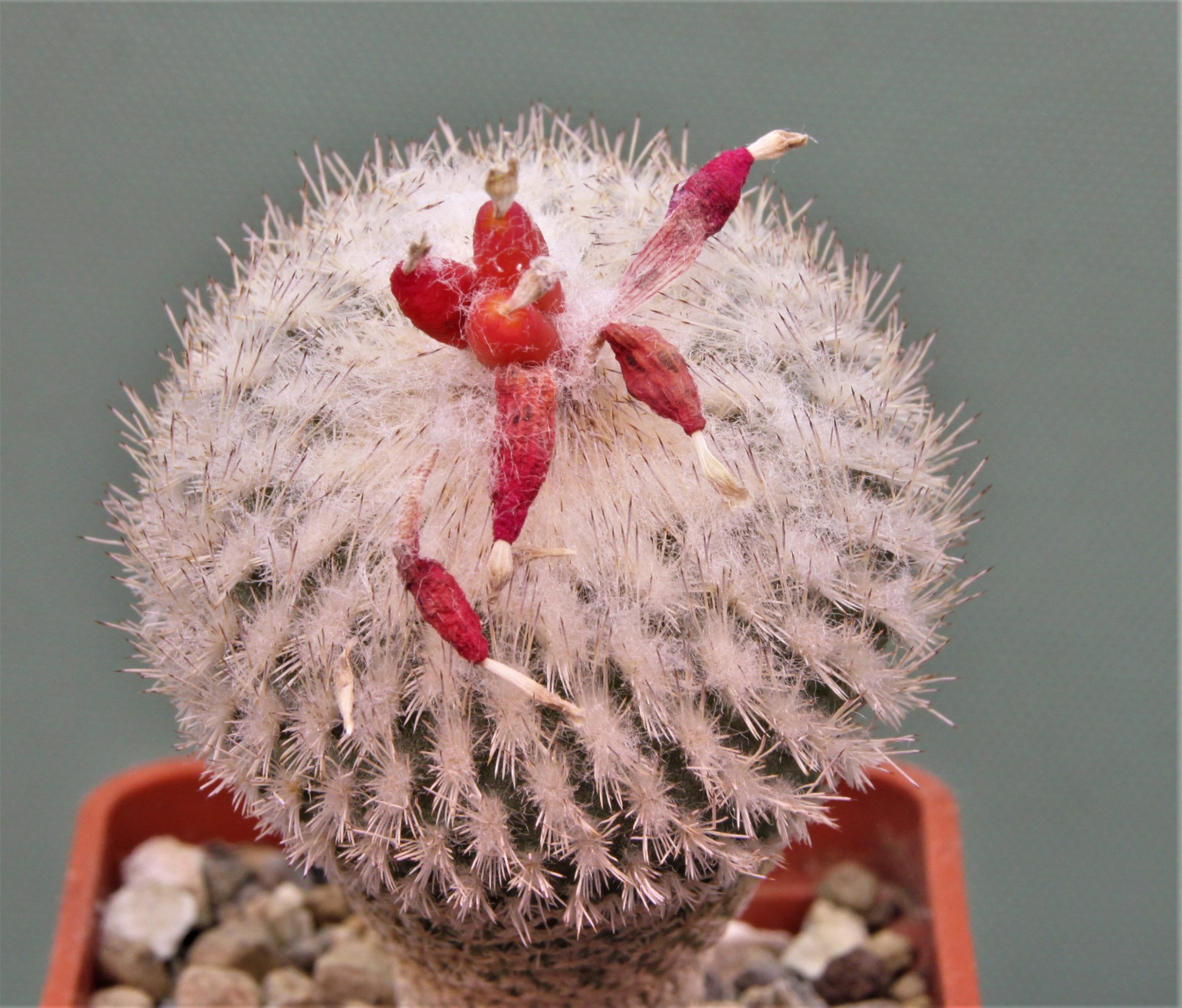Epithelantha-micromeris-SB1327