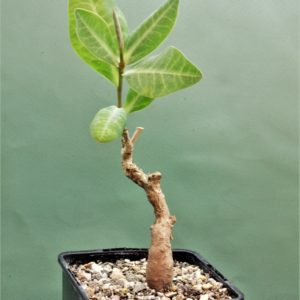 Euphorbia-aff.-specksii-Karonga-Malawi-11.