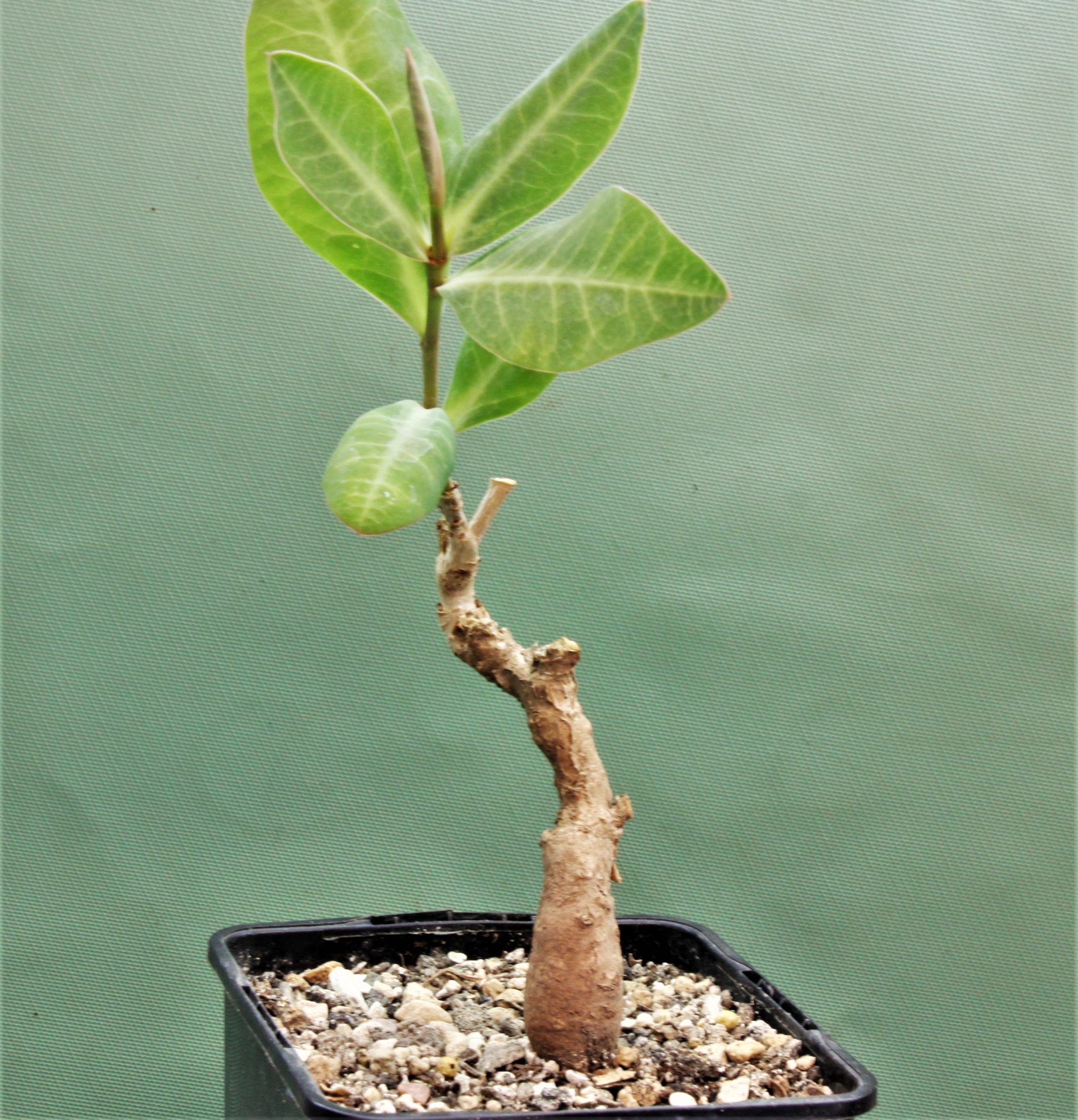 Euphorbia-aff.-specksii-Karonga-Malawi-11.