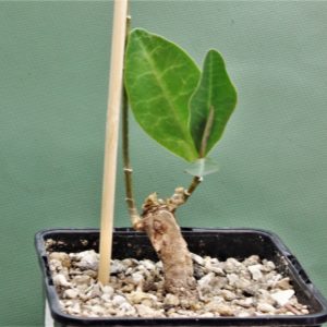 Euphorbia-aff.-specksii-Karonga-Malawi-8